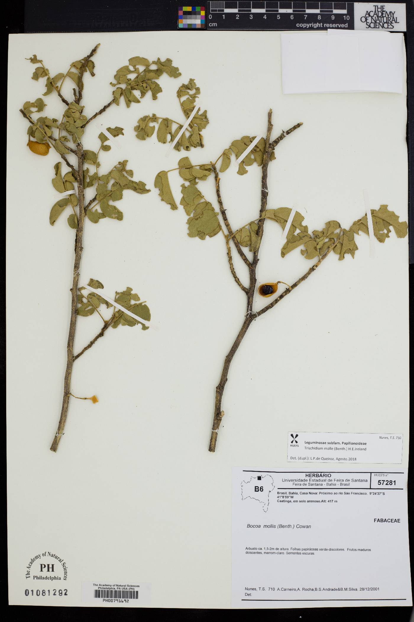 Trischidium molle image
