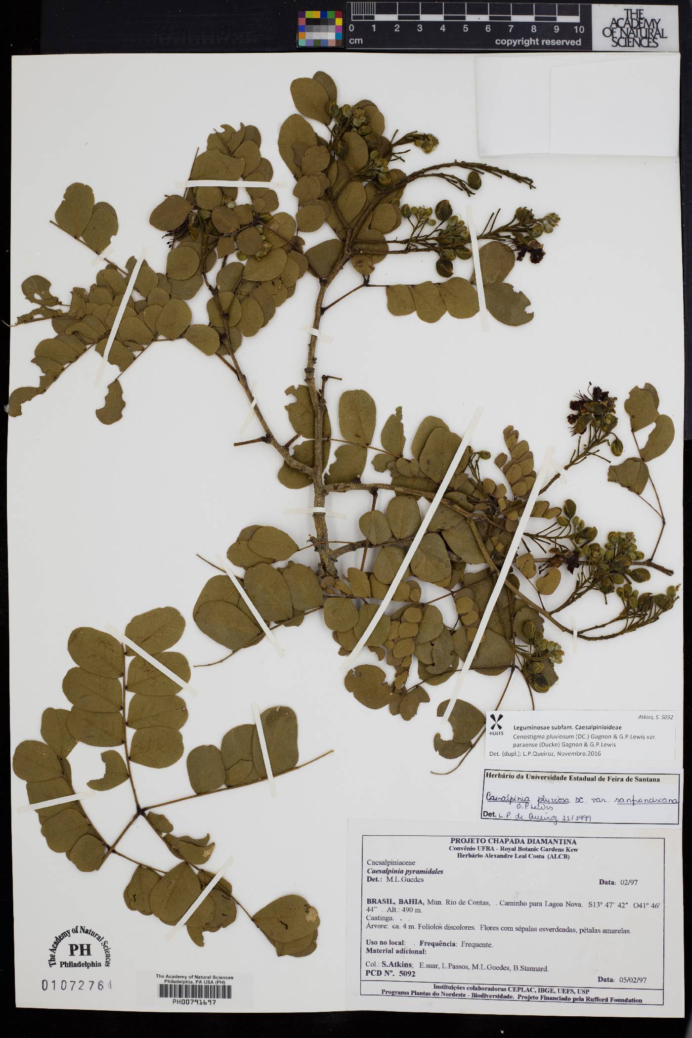 Cenostigma pluviosum var. paraense image
