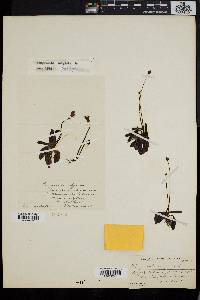 Pinguicula vulgaris image