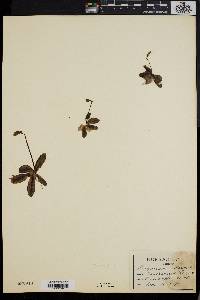 Pinguicula vulgaris image