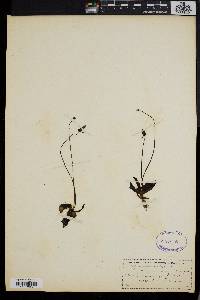 Pinguicula vulgaris image