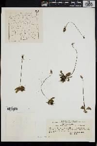 Pinguicula vulgaris image