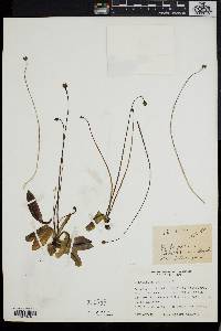 Pinguicula vulgaris image