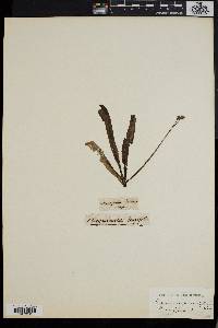 Pinguicula longifolia image