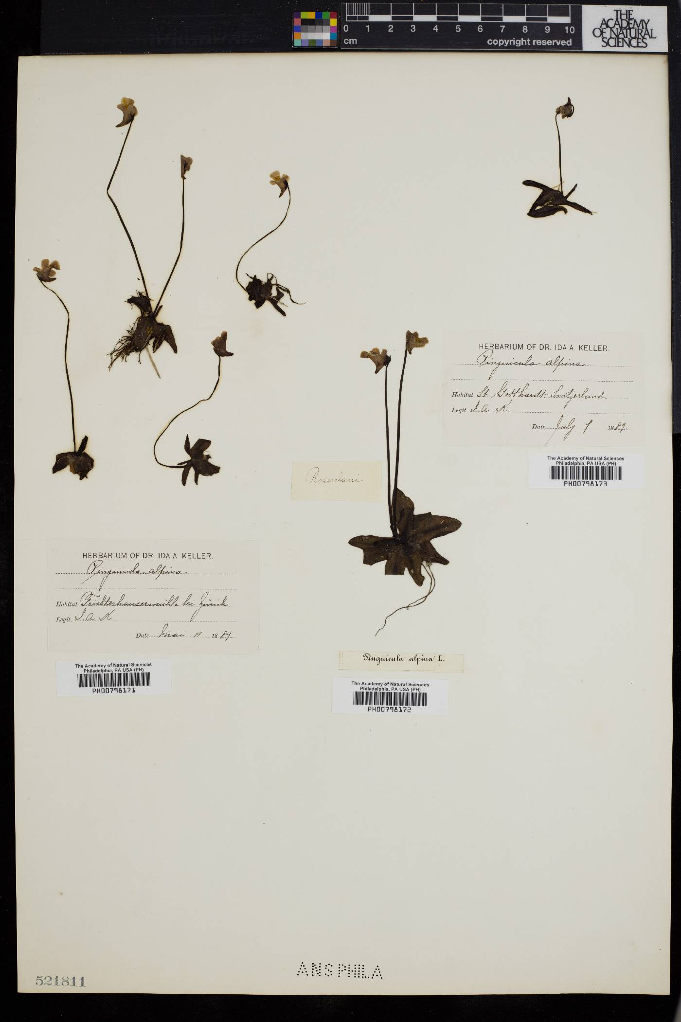 Pinguicula alpina image