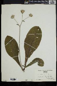 Elephantopus tomentosus image