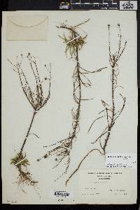 Image of Heterotheca pinifolia