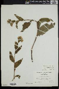 Parthenium integrifolium var. auriculatum image