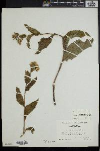 Parthenium integrifolium image