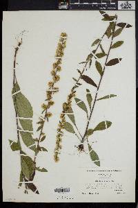 Solidago bicolor image