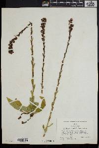 Trilisa paniculata image