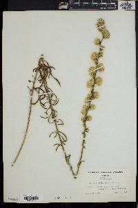 Liatris aspera image