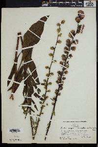 Liatris aspera image