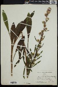 Liatris aspera image