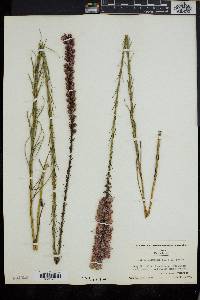 Liatris chapmanii image