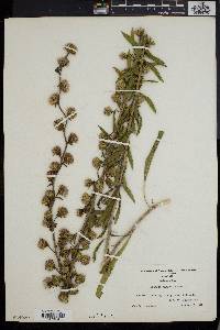 Liatris squarrulosa image