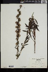 Liatris squarrulosa image