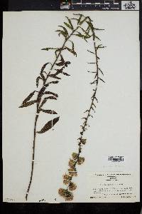 Liatris squarrulosa image