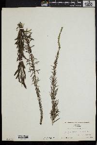 Liatris elegans image