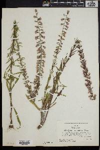 Liatris gracilis image