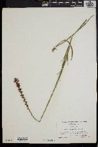 Liatris spicata image