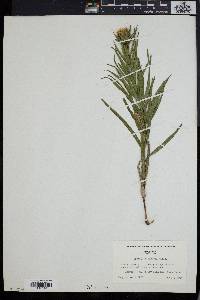 Liatris squarrosa image