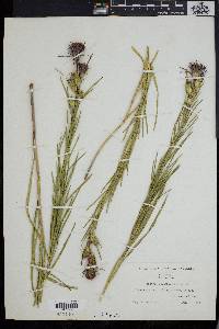 Liatris squarrosa image