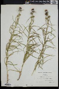 Liatris squarrosa image