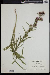 Liatris squarrosa image