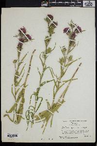 Liatris squarrosa image