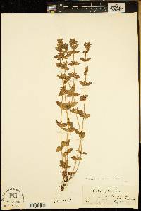 Tragiola pilosa image