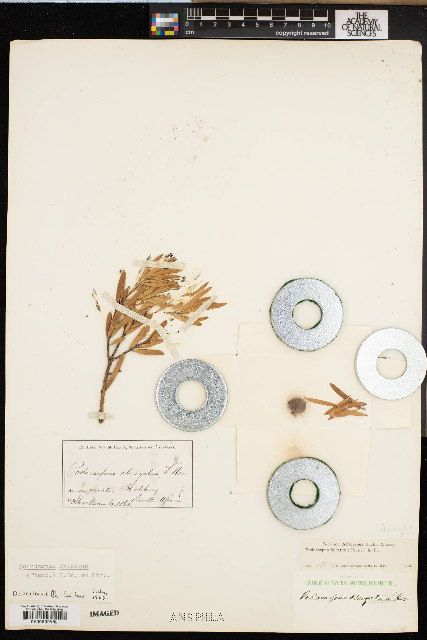 Podocarpus elongatus image