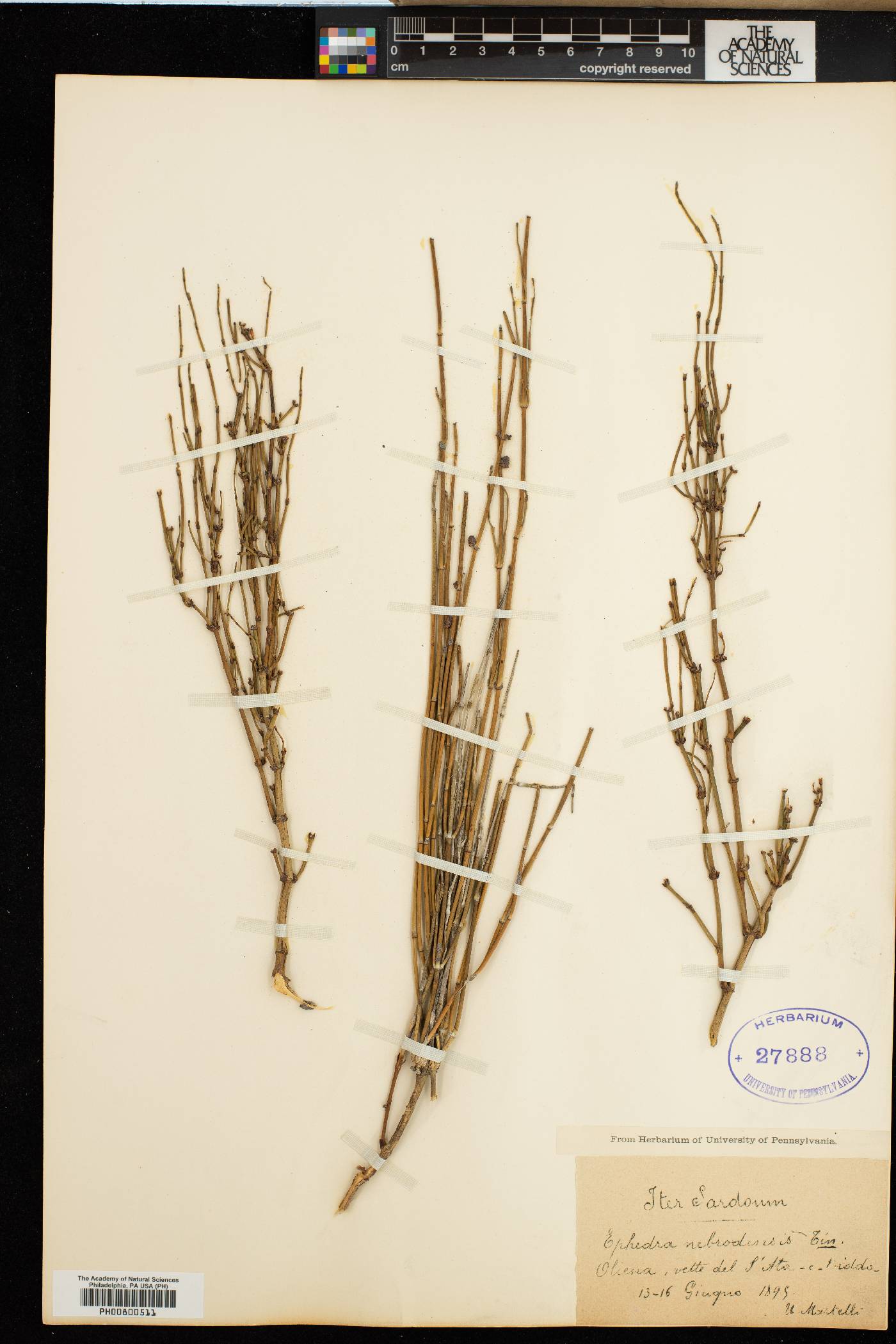 Ephedra major image