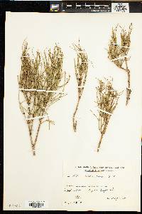 Ephedra major subsp. procera image