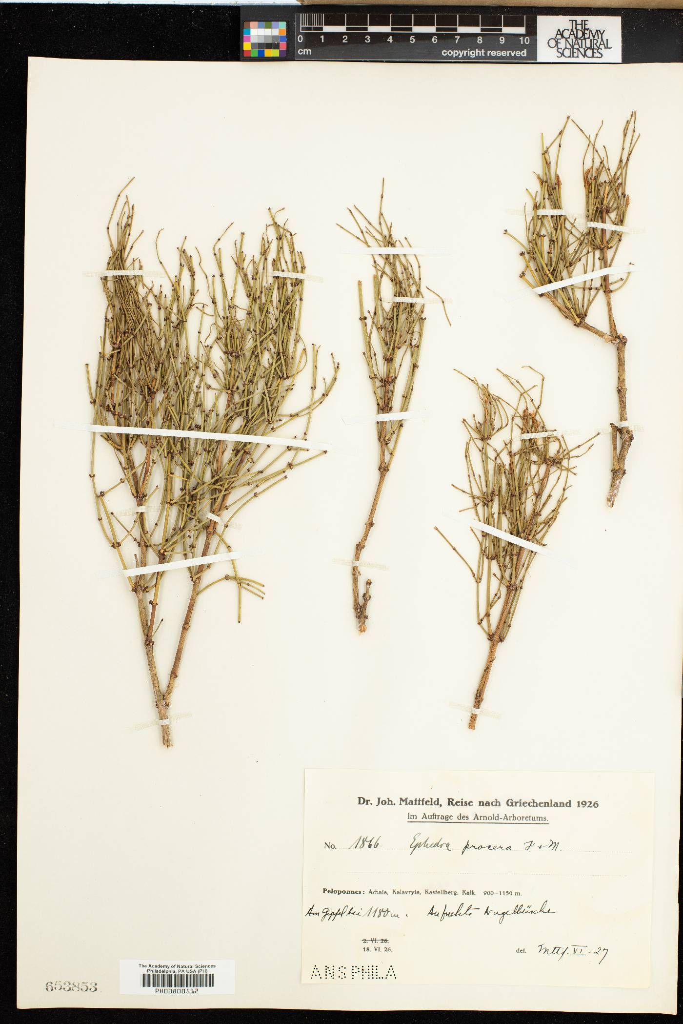 Ephedra major subsp. procera image