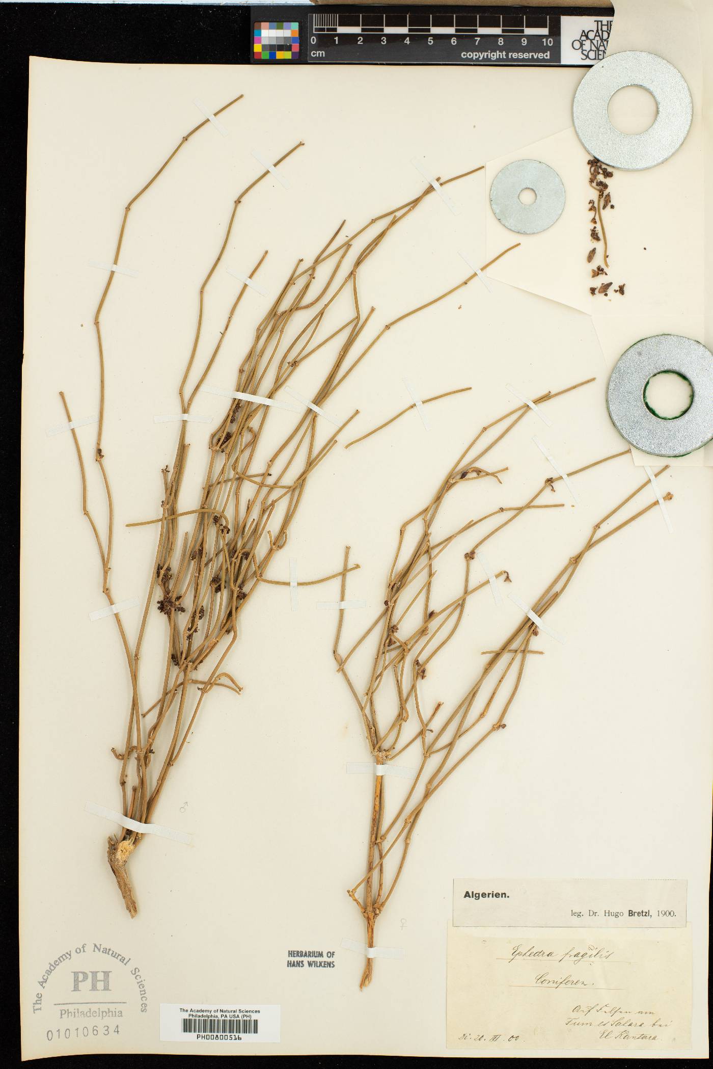 Ephedra fragilis image