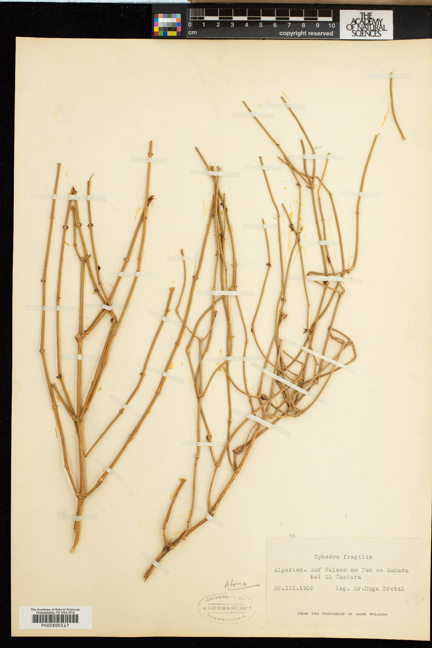 Ephedra fragilis image