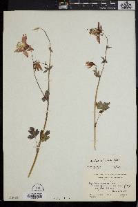 Aquilegia columbiana image