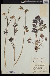 Aquilegia columbiana image