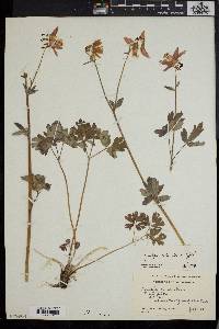 Aquilegia columbiana image