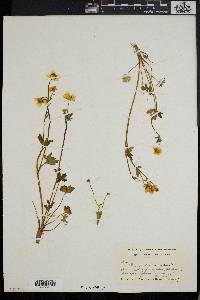 Ranunculus occidentalis image