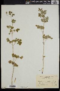 Thalictrum sparsiflorum image