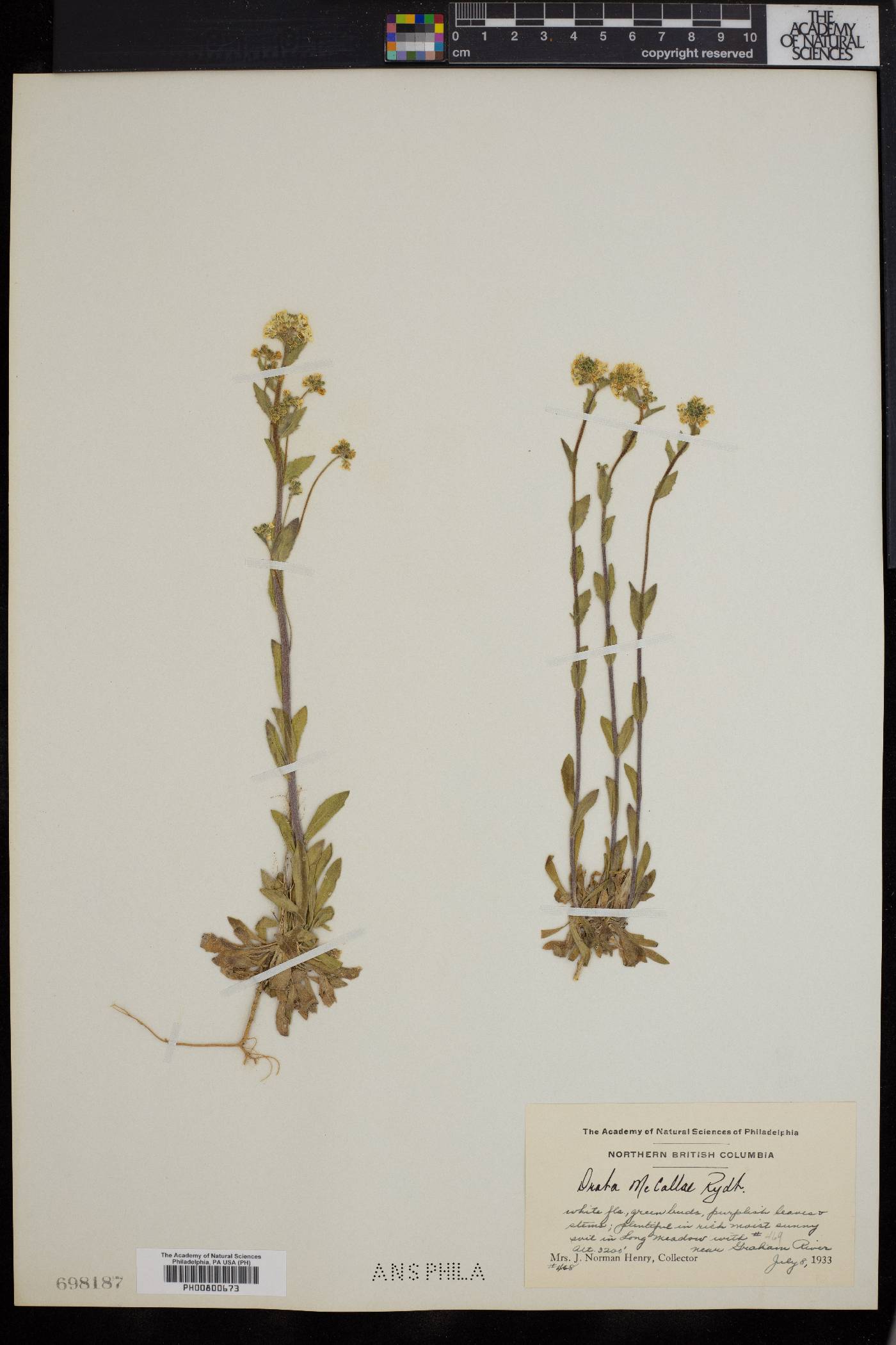 Draba mccallae image