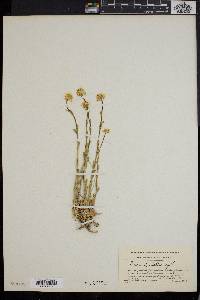 Draba mccallae image