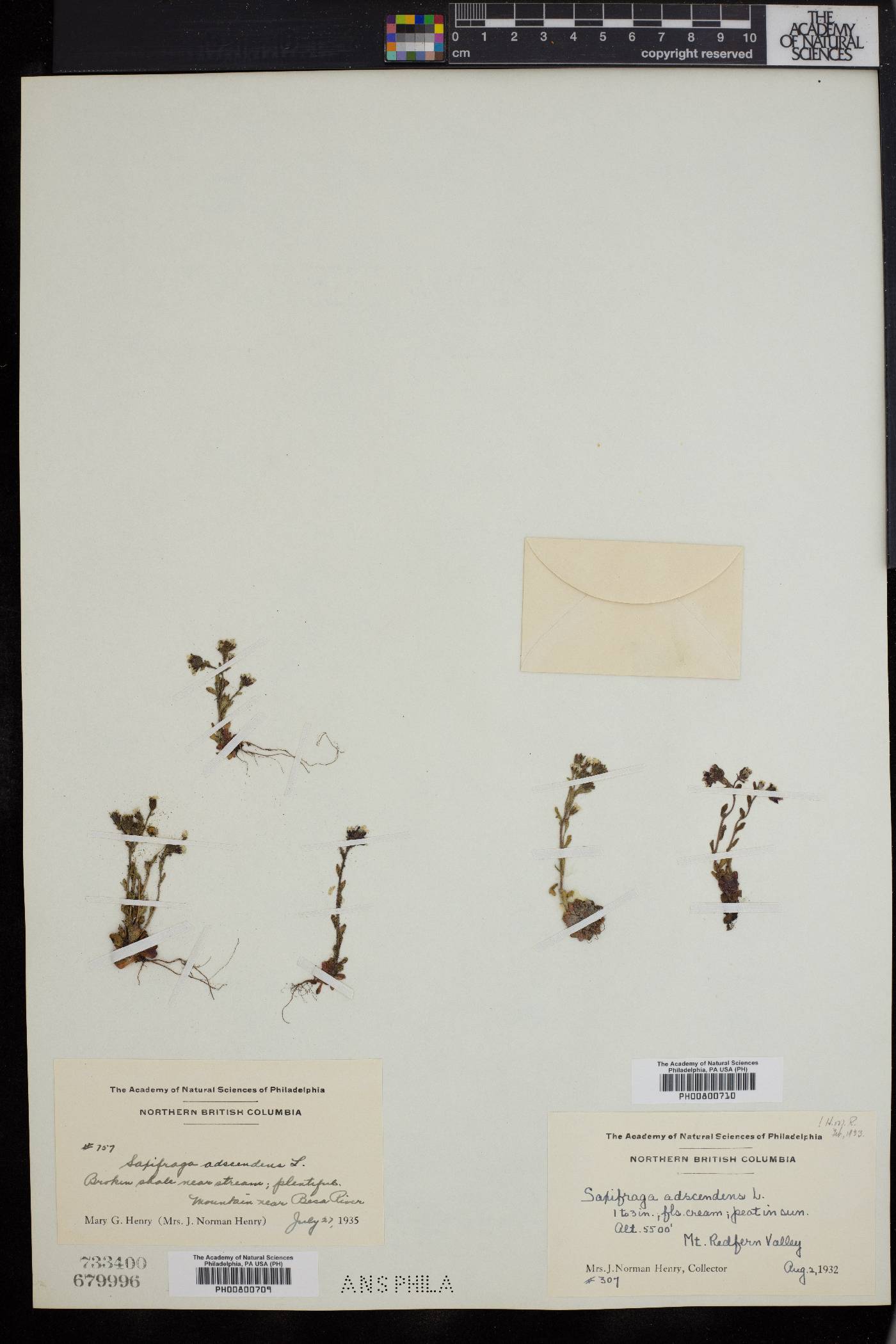 Saxifraga adscendens image