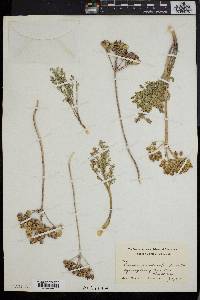 Cogswellia foeniculacea image