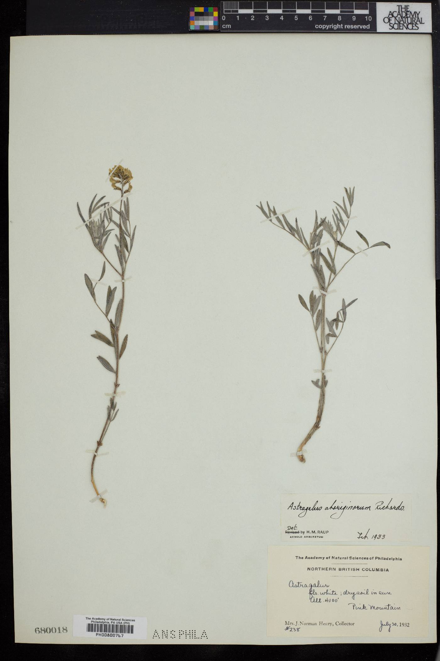 Astragalus australis image