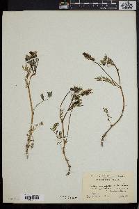 Astragalus eucosmus image