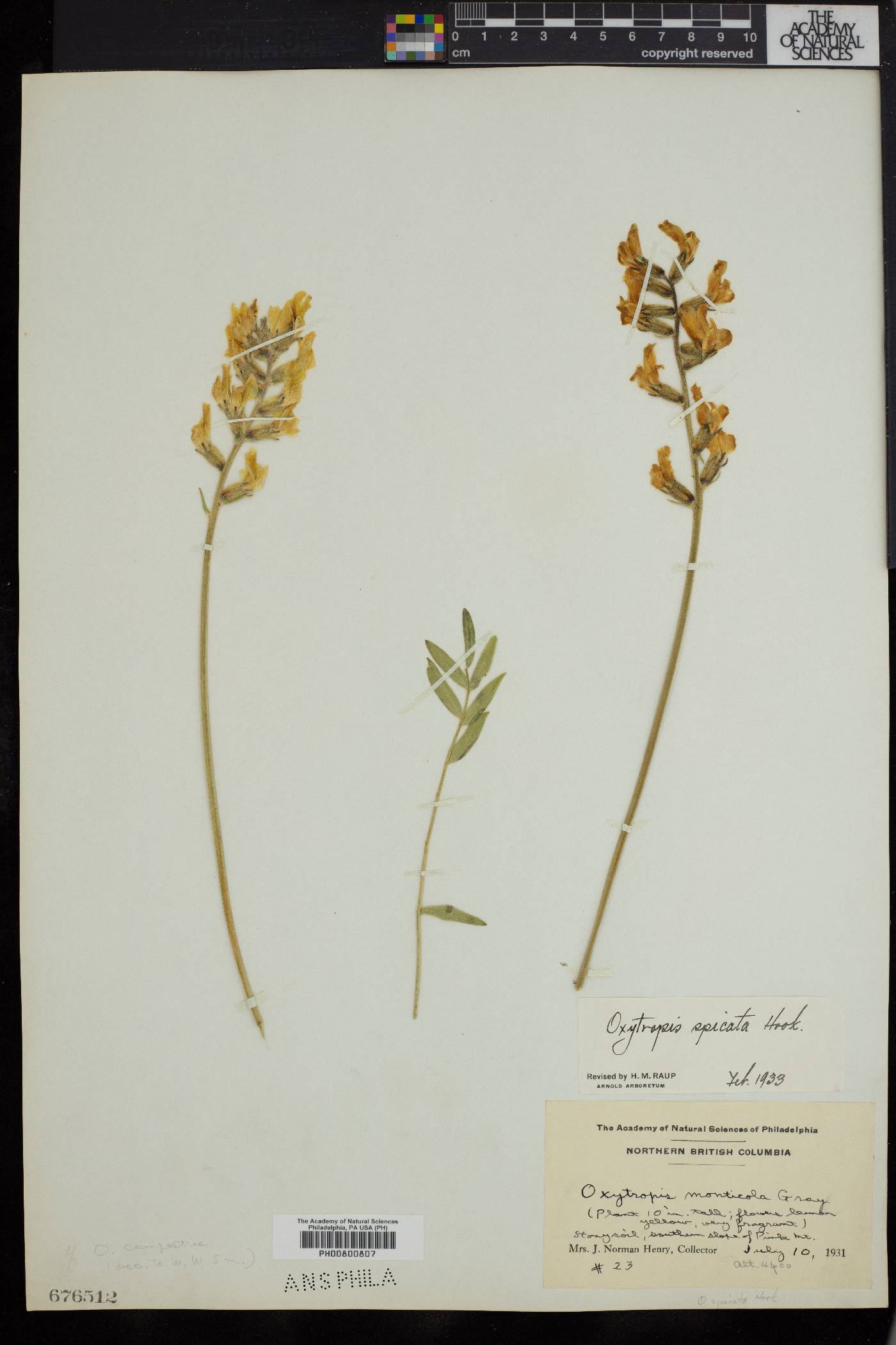 Oxytropis spicata image