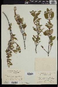 Shepherdia canadensis image